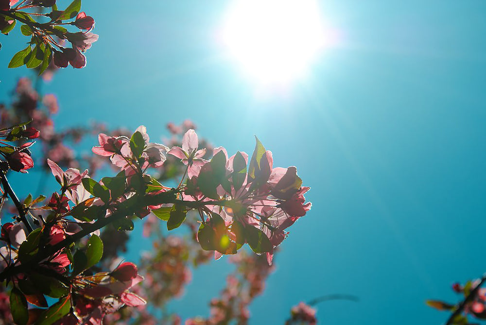 branches with pink flowers against a blue sky