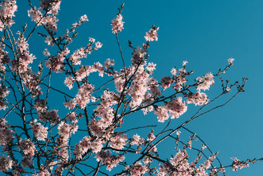 branches with soft pink flowers and a blue sky