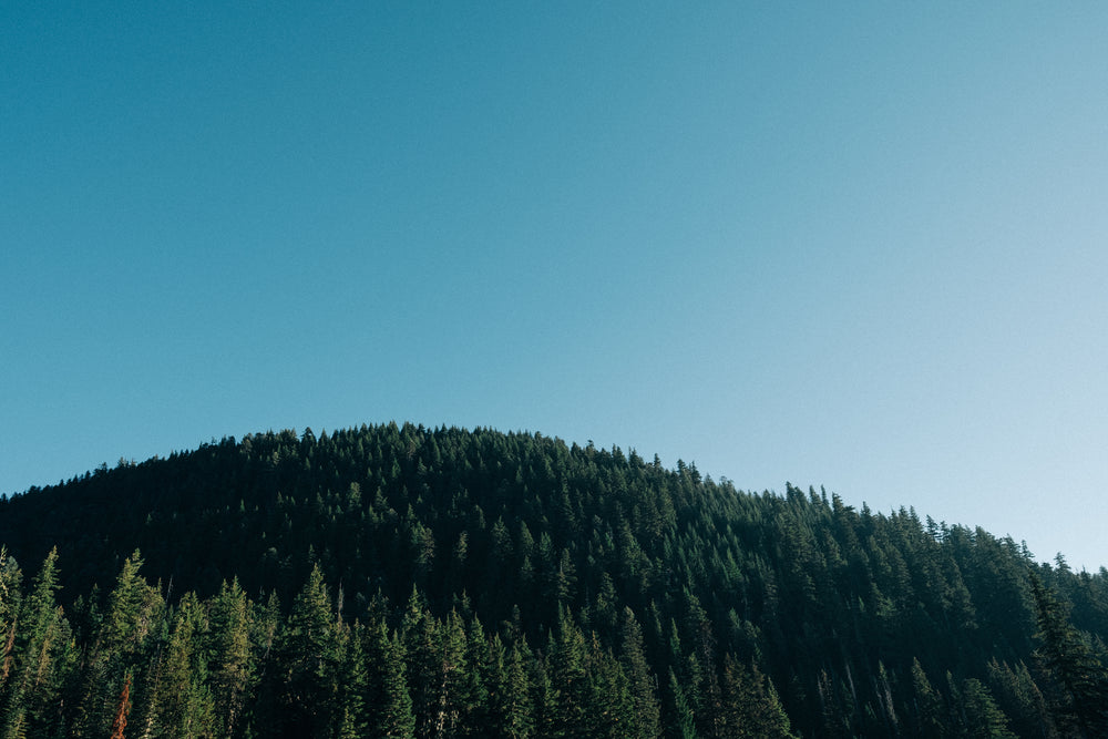 bright blue sky over oregon forest