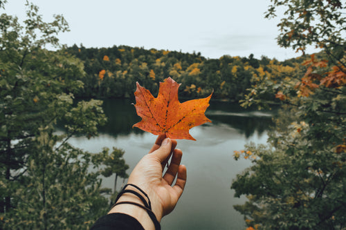 bright fall leaves in hand