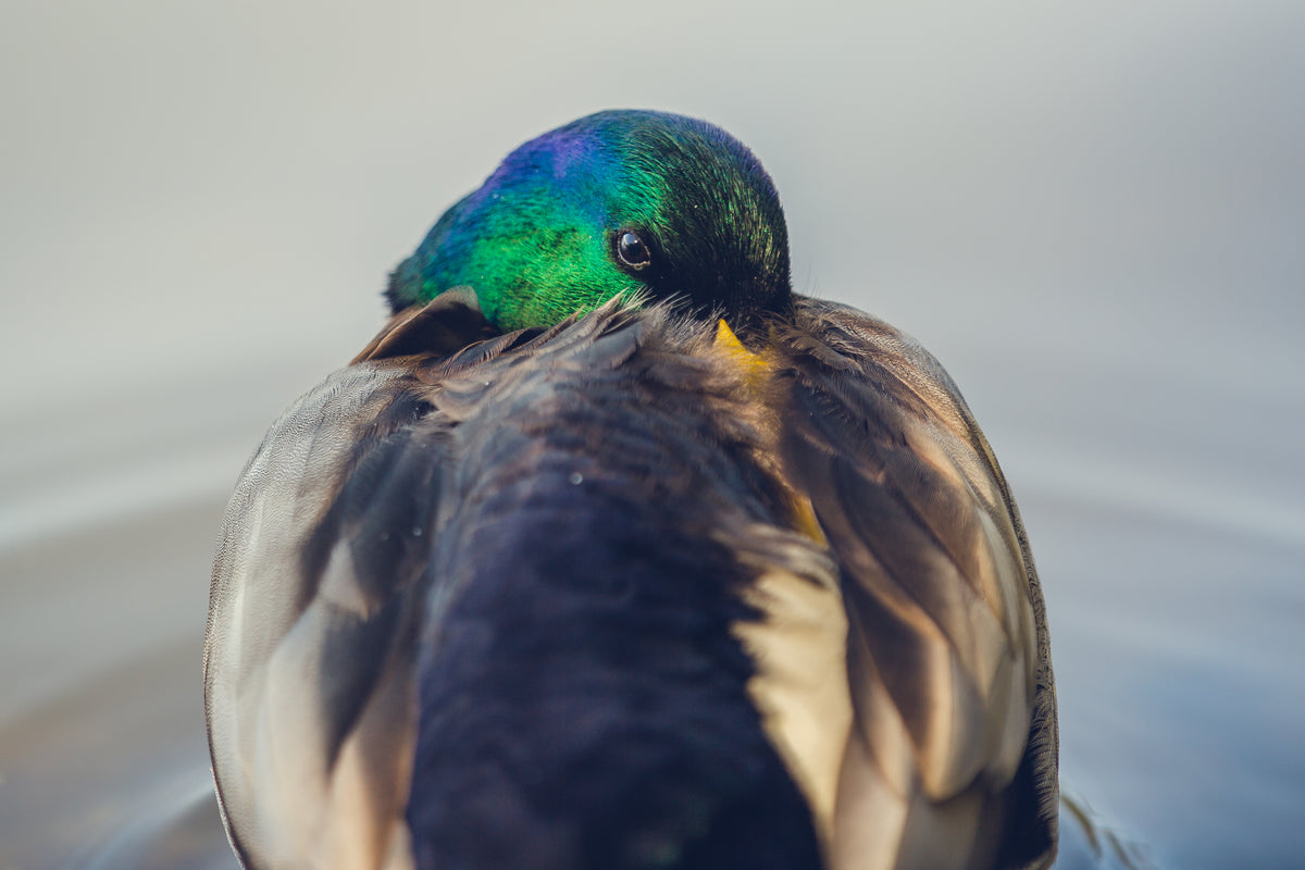 bright feathered duck