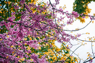 bright fuschia spring blossoms