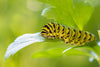 bright green and yellow caterpillar crawling on green leaf