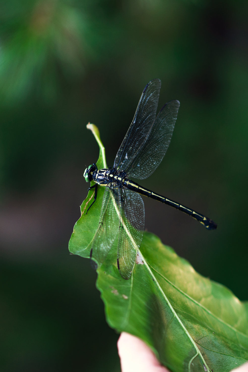 bright green leaf with a dragonfly