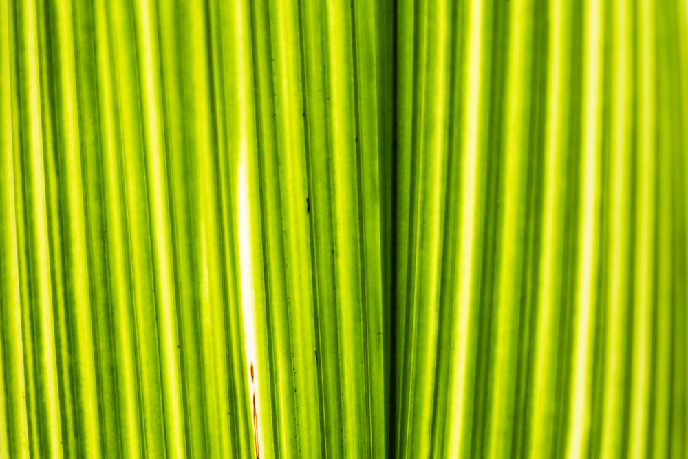 bright green plant closeup