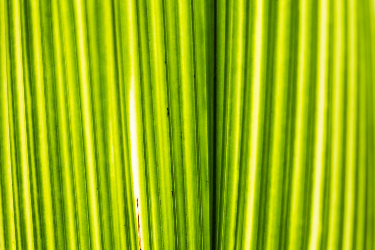 bright green plant closeup