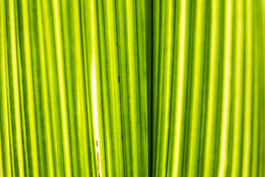 bright green plant closeup