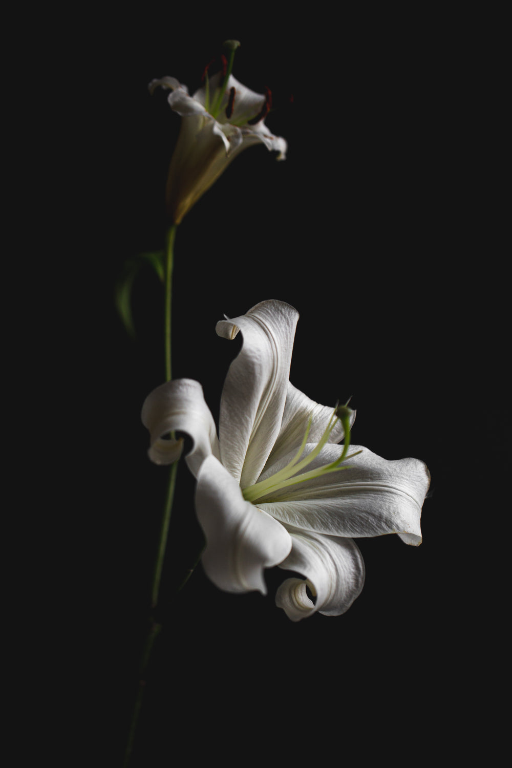 bright lily in dark space