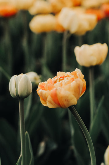 bright orange flowers in bloom