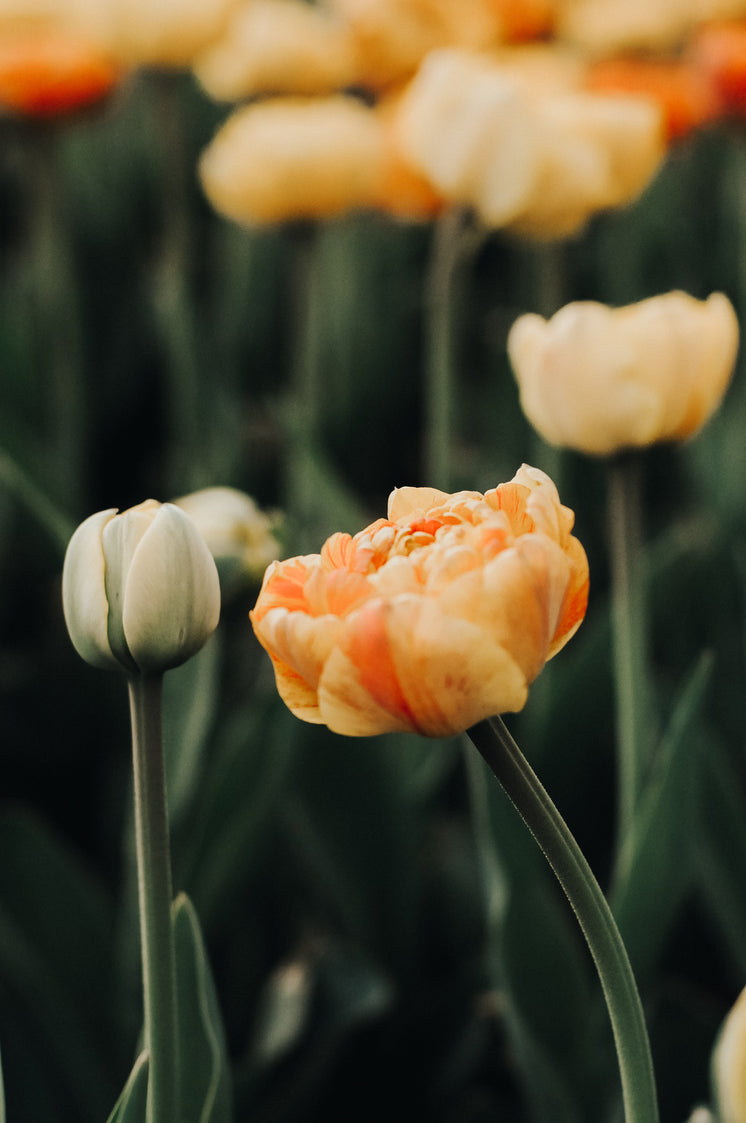 bright-orange-flowers-in-bloom.jpg?width