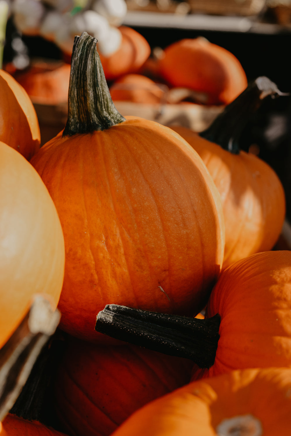 bright orange pumpkin pile