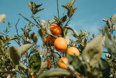 bright oranges cling to healthy green branches of orchard