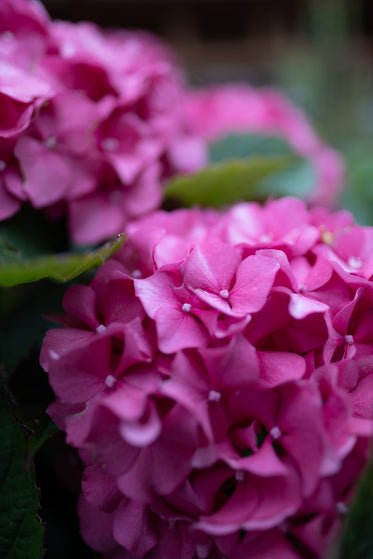 bright pink blooms in garden