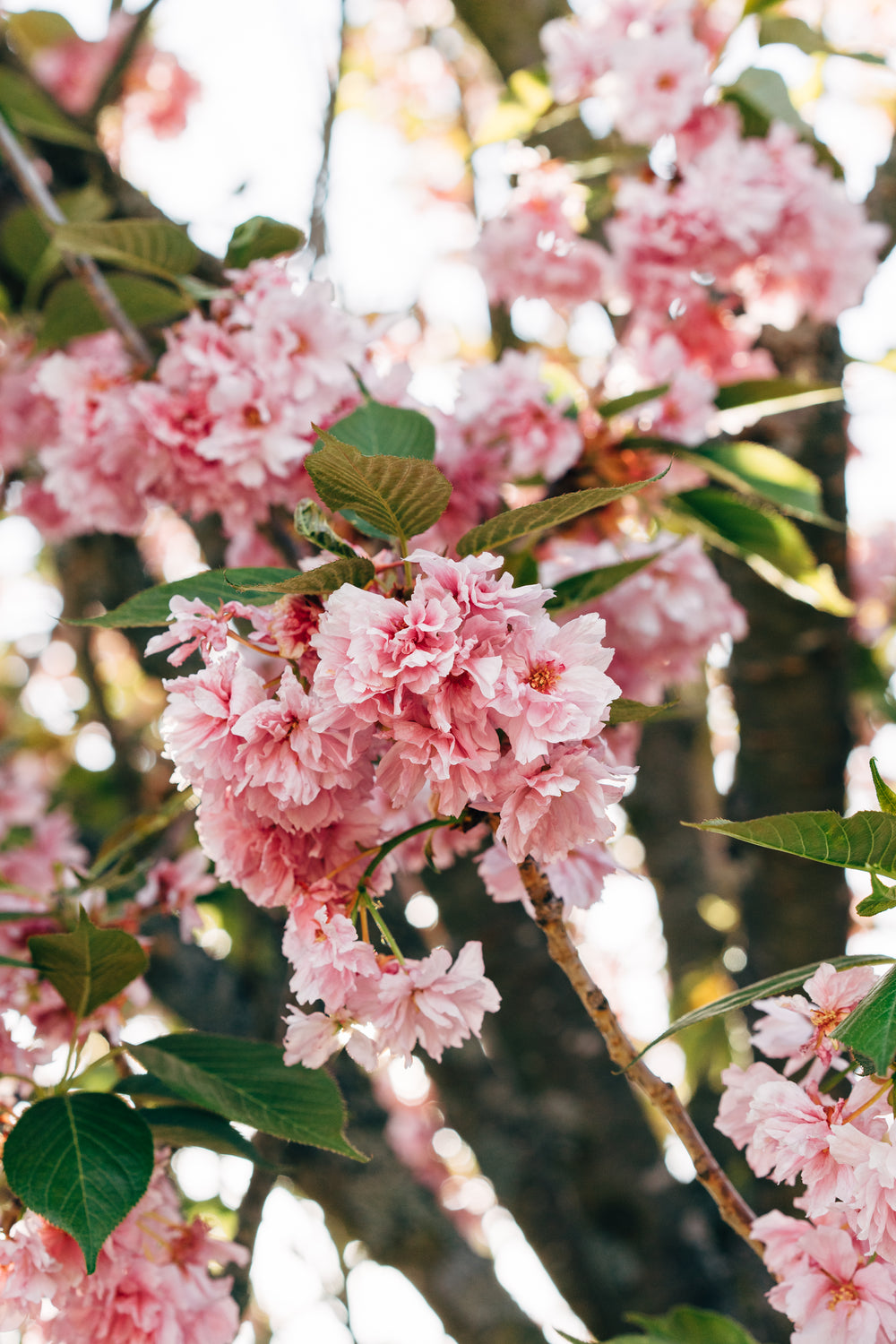 bright pink cherry blossoms with leaves