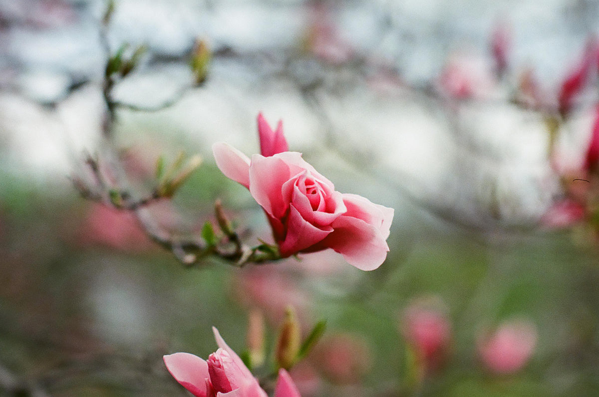 flores rosa brilhante florescendo