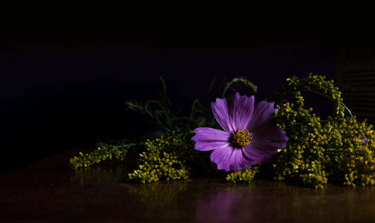 bright-purple-flower.jpg?width=746&forma
