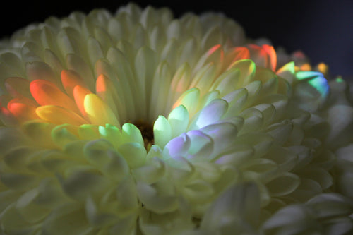 bright rainbow light reflects on white chrysanthemum petals