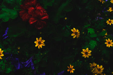 bright red and yellow flowers in the rain