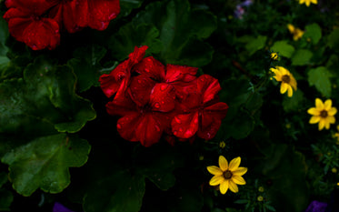 bright red and yellow summer flowers
