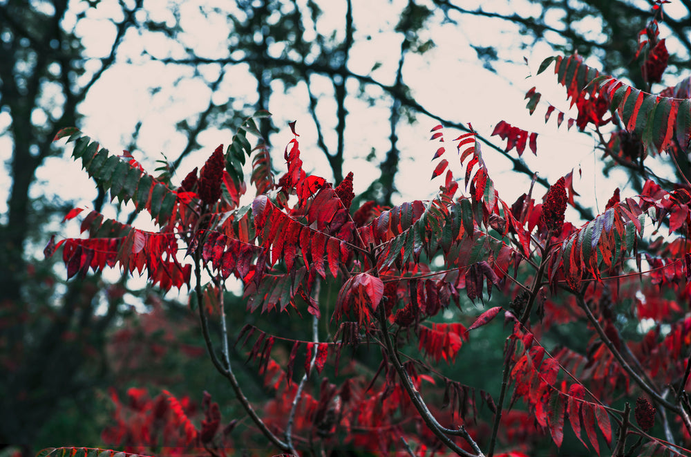 bright red autumn leaves