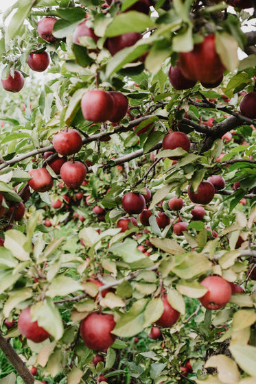 bright red fruit growing on apple tree