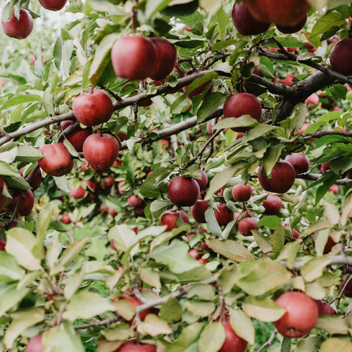 Bright Red Fruit Growing On Apple Tree