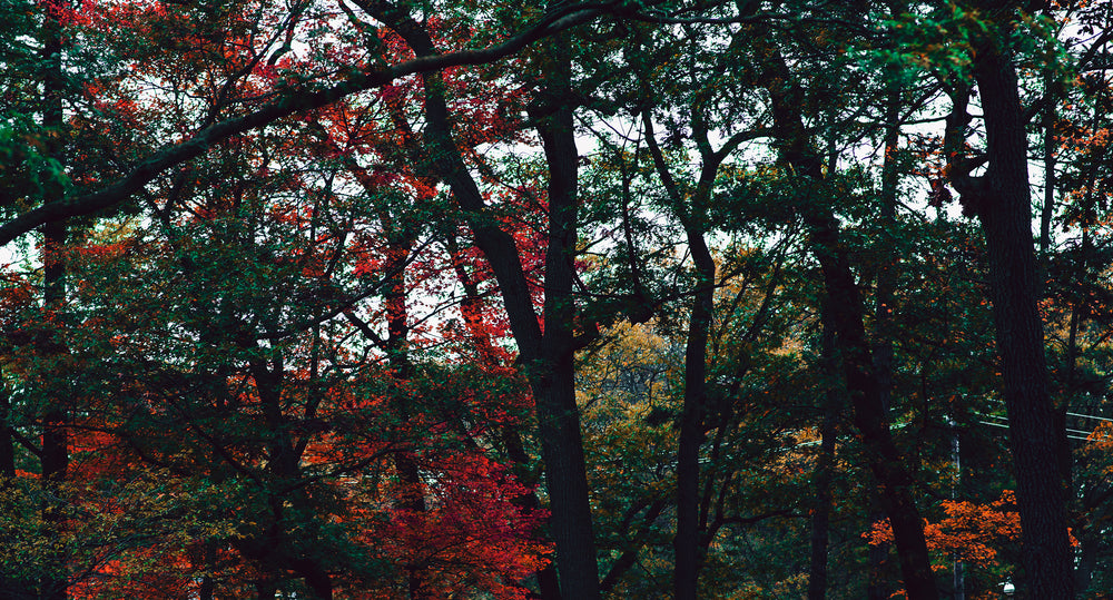 bright red leaves with green