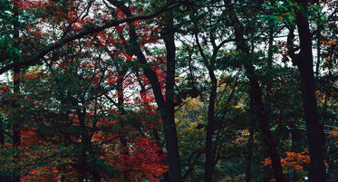 bright red leaves with green