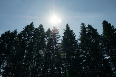 bright sun above tall forest