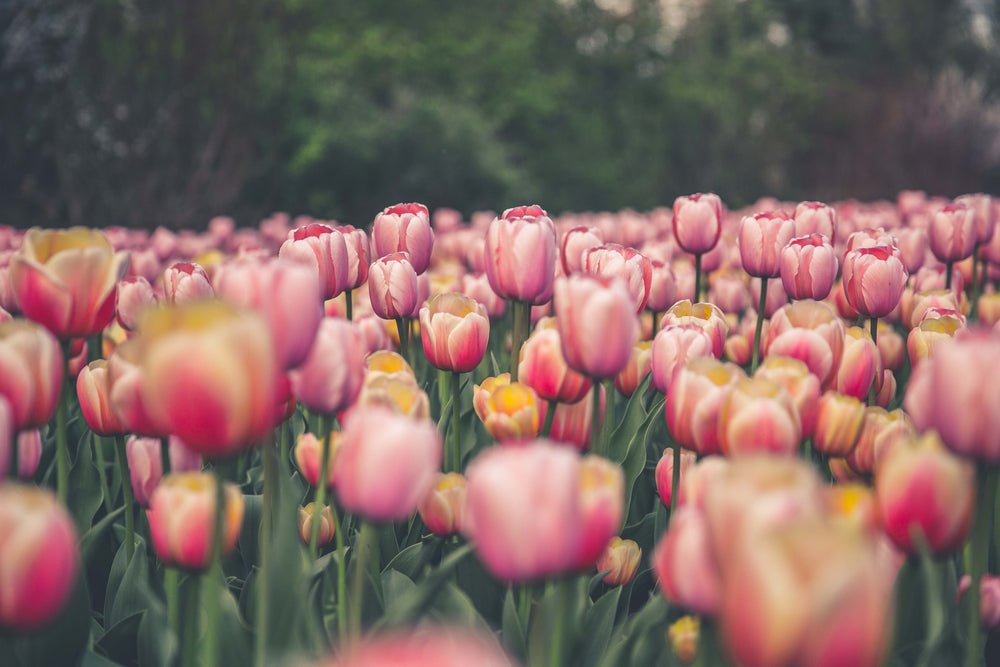 bright tulips in bloom