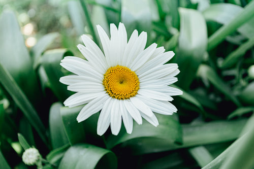 bright white daisy surrounded by foliage