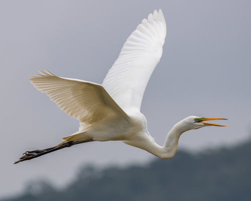 bright white great egret caught mid flight