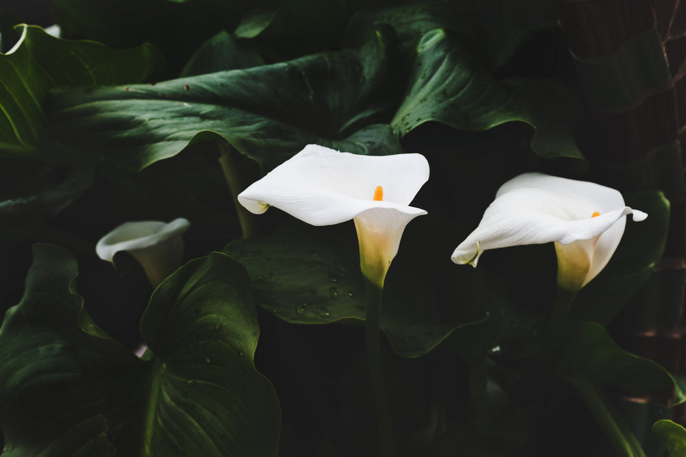 bright white lily against green leaves