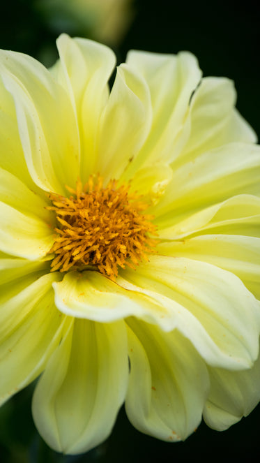 bright yellow blossoming flower close up