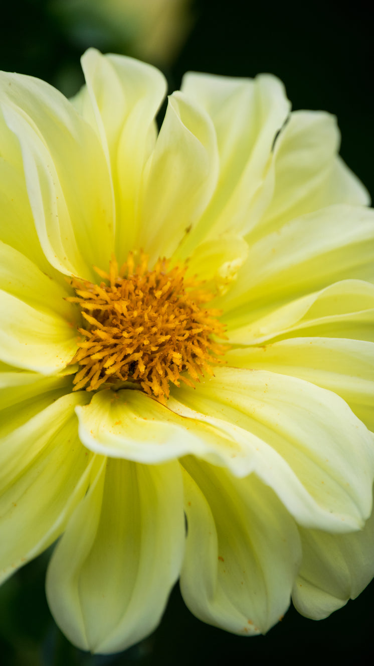 Bright Yellow Blossoming Flower Close Up