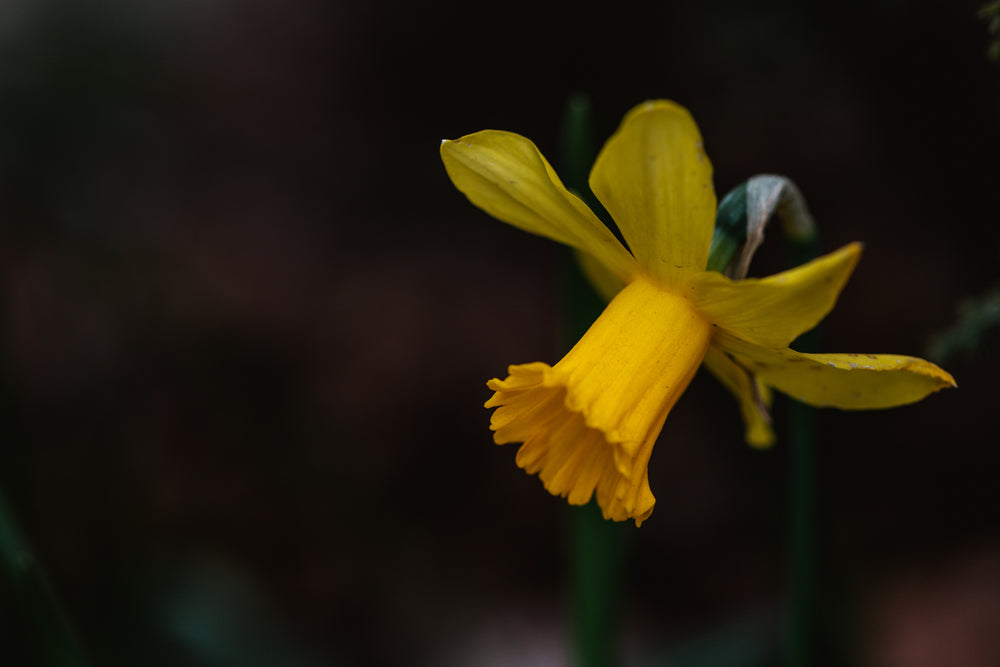 bright yellow daffodil flower