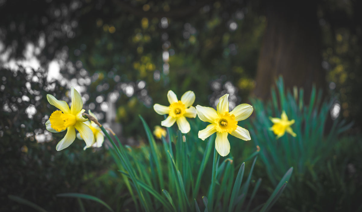 bright yellow daffodils surrounded by lush green plants