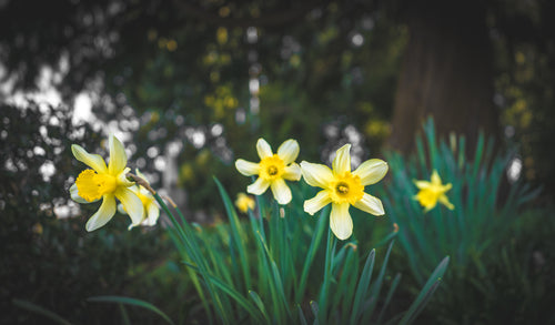 bright yellow daffodils surrounded by lush green plants