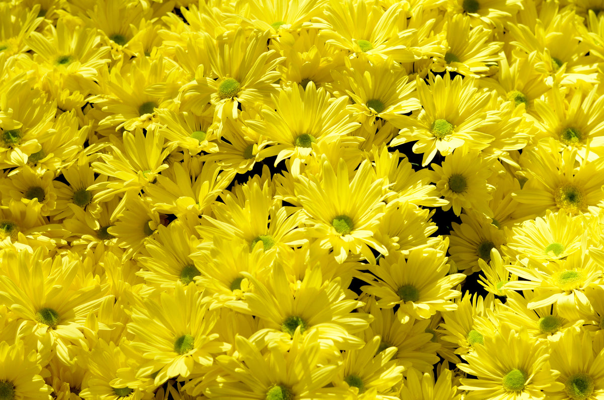 Browse Free HD Images of Bright Yellow Flowers In Bunches