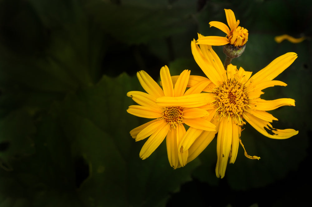 bright yellow flowers