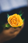 bright yellow rose in hand