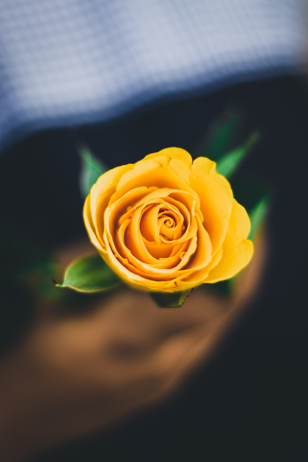 bright yellow rose in hand