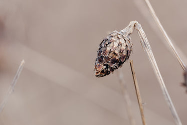 broken stem in dry field