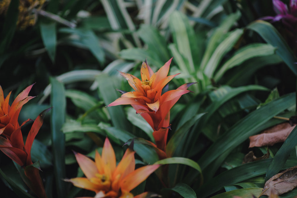 bromelia flower in lush green leaves