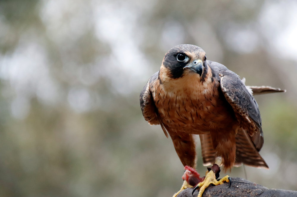 brown and black bird perched on a rock