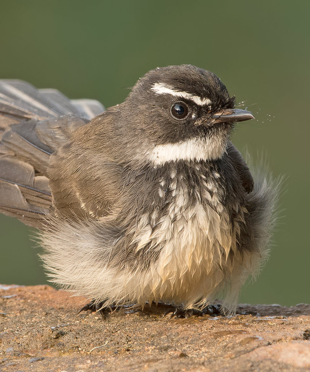 brown and white bird puffed up