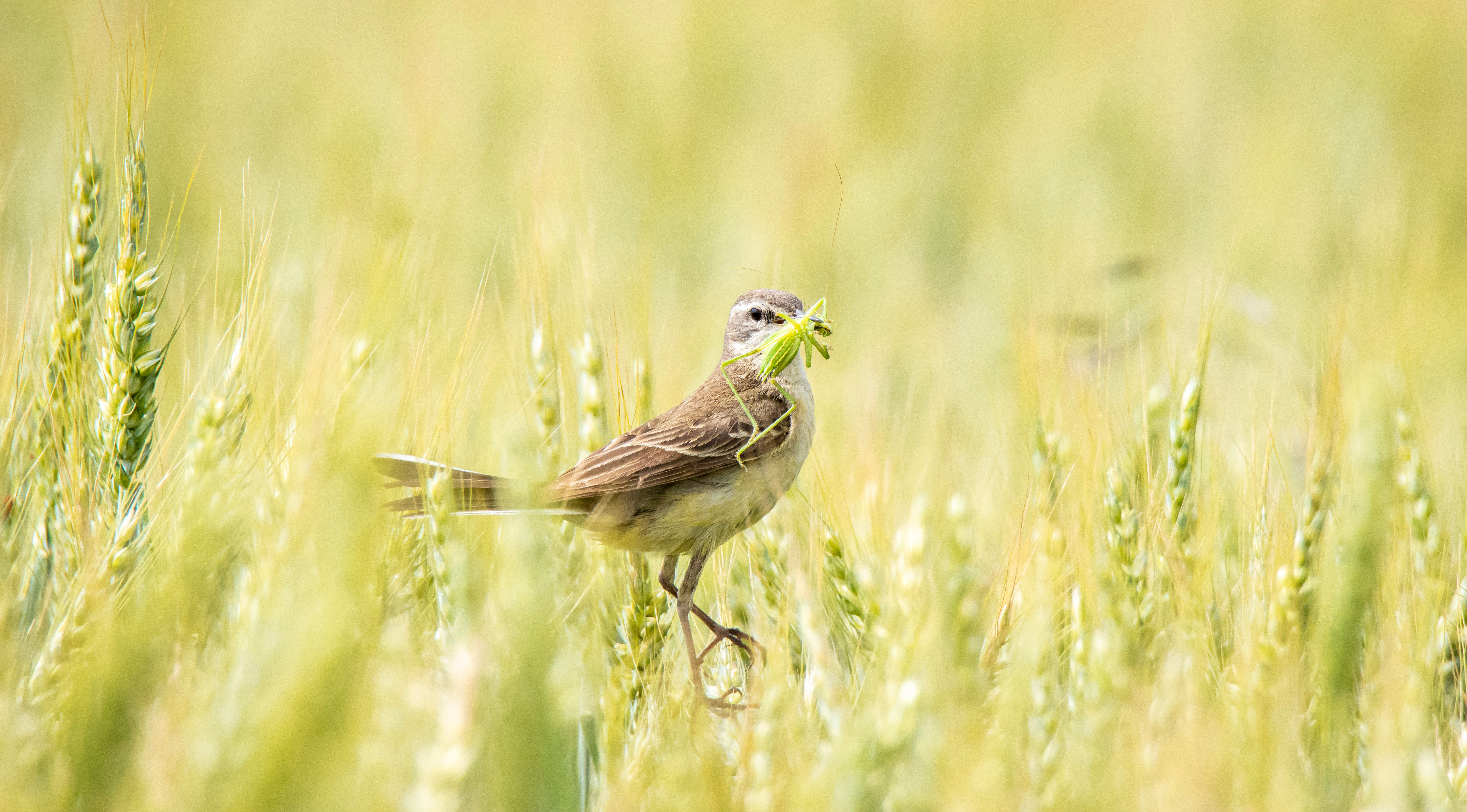 Brown And White Bird With A Grasshopper In Its Beak