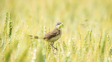 brown and white bird with a grasshopper in its beak