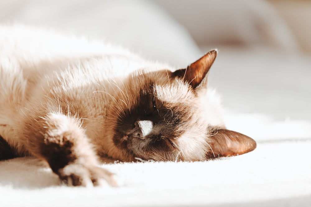 brown and white cat dozing off