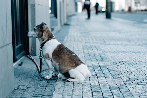 brown and white dog waits outside a doorway